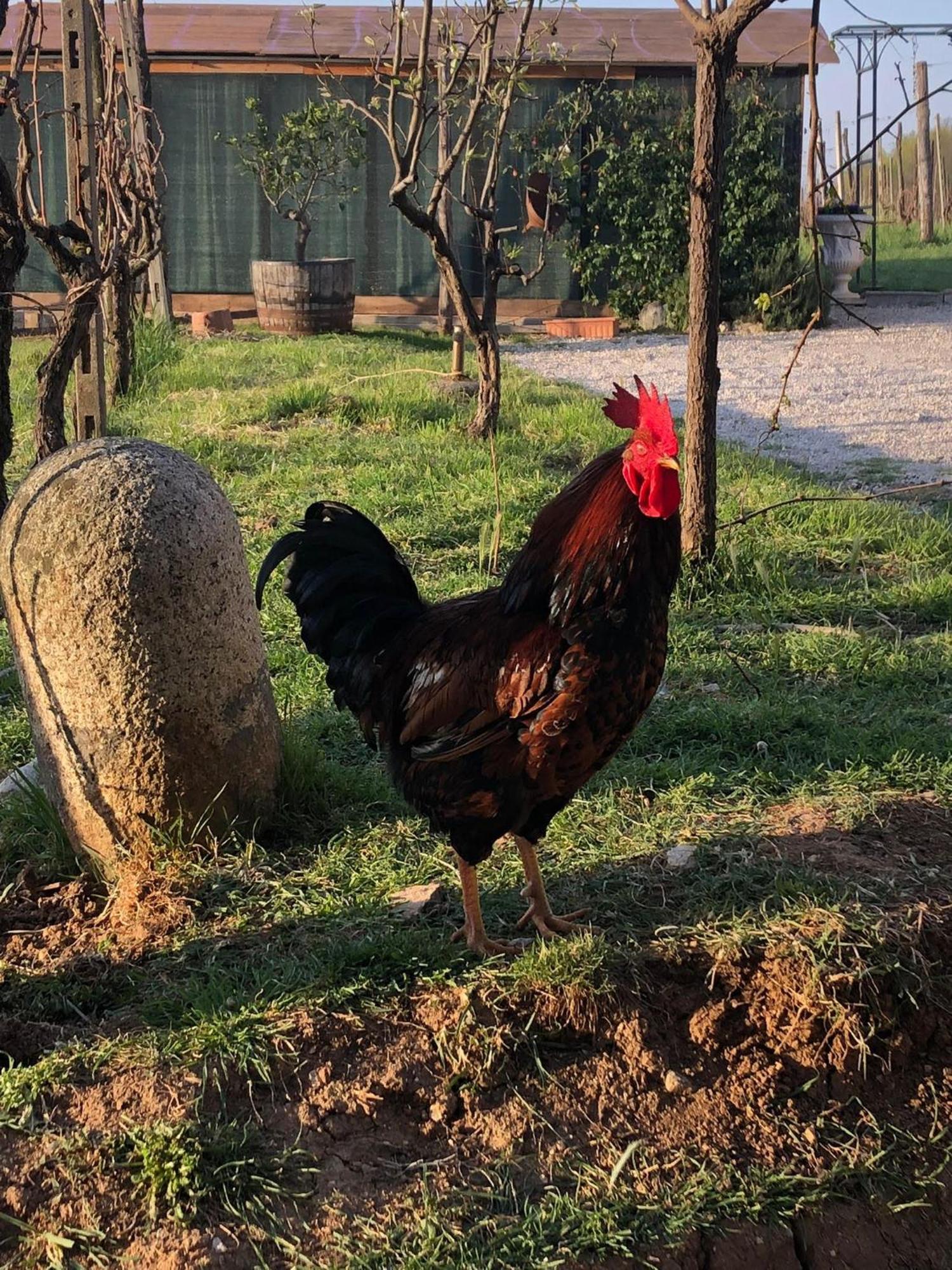 La Bosca Agriturismo Gavardo Eksteriør billede